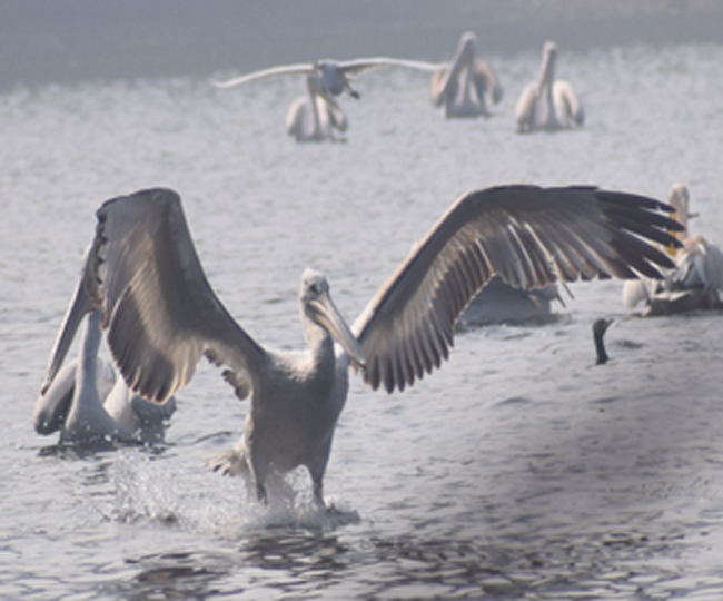 ताज के आंगन में पक्षियों का बसेरा  